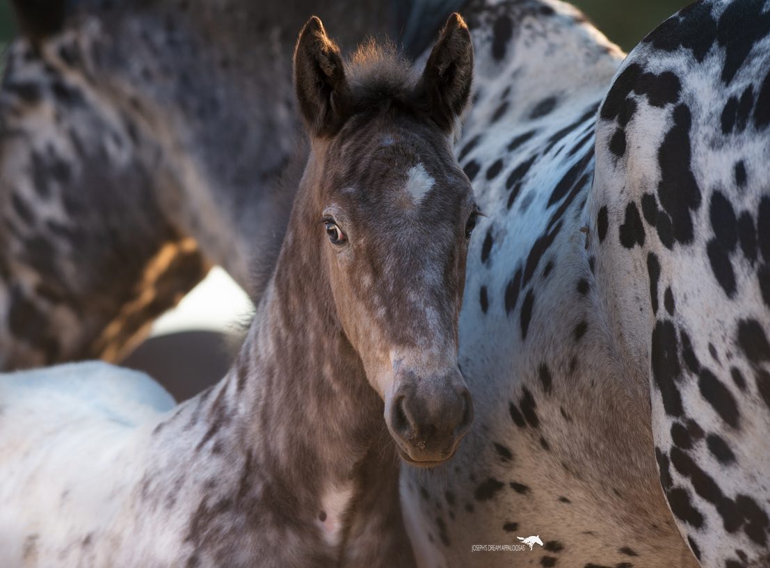 Appaloosa Mdm Butterfly - Josephs Dream Appaloosa Stud